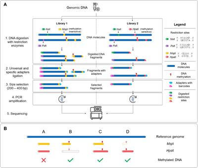 Comparative restriction enzyme analysis of methylation (CREAM) reveals methylome variability within a clonal in vitro cannabis population